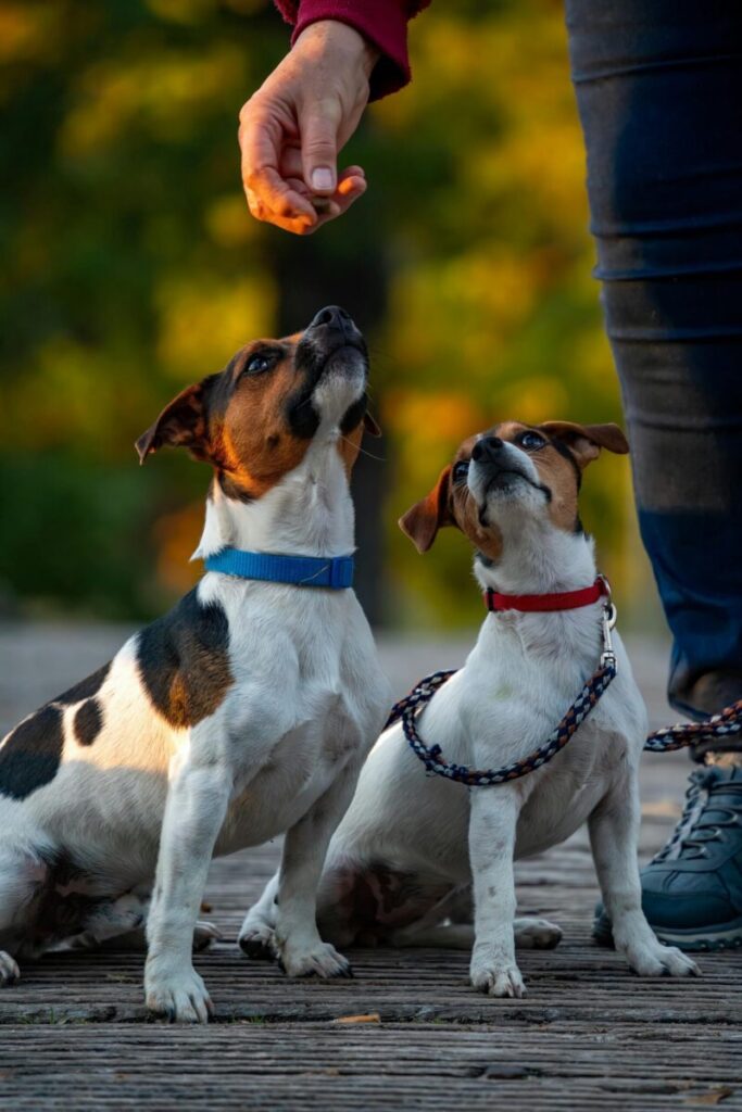 Two Jack Russell Terriers look eagerly at a hand holding a treat during outdoor training.
